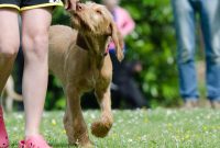 Free Images : grass, lawn, puppy, hunting dog, viszla, vizsla, dog ... How To Choose The Right Engine Oil For My Car