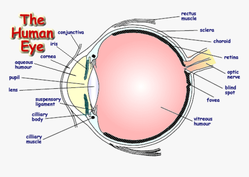 Eye Diagram Labeled Tips For Buying A Used Car From A Dealer