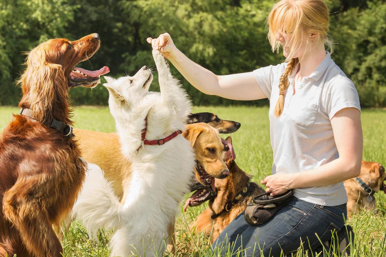 How to Become a Dog Trainer: An Enjoyable Job That Makes a Difference ... How To Evaluate The Potential Resale Value Of A Property