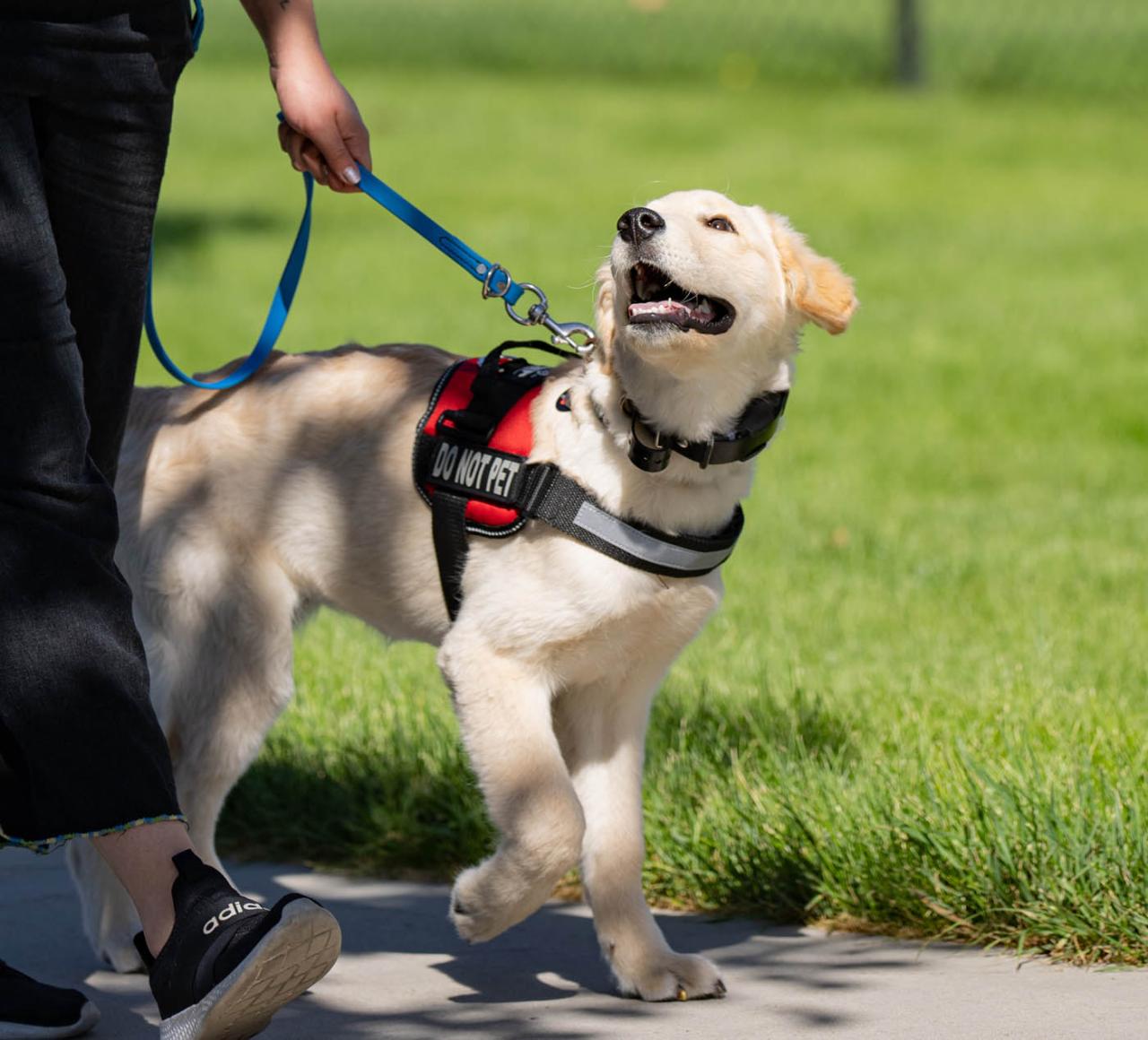 Dog Training in Nahant, MA. DTE How To Evaluate The Potential Resale Value Of A Property