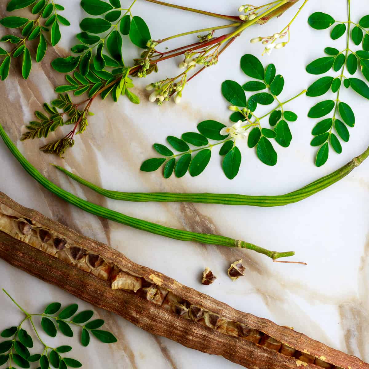 Moringa Oleifera Tree How To Protect Your Data On Public Wi-Fi Networks
